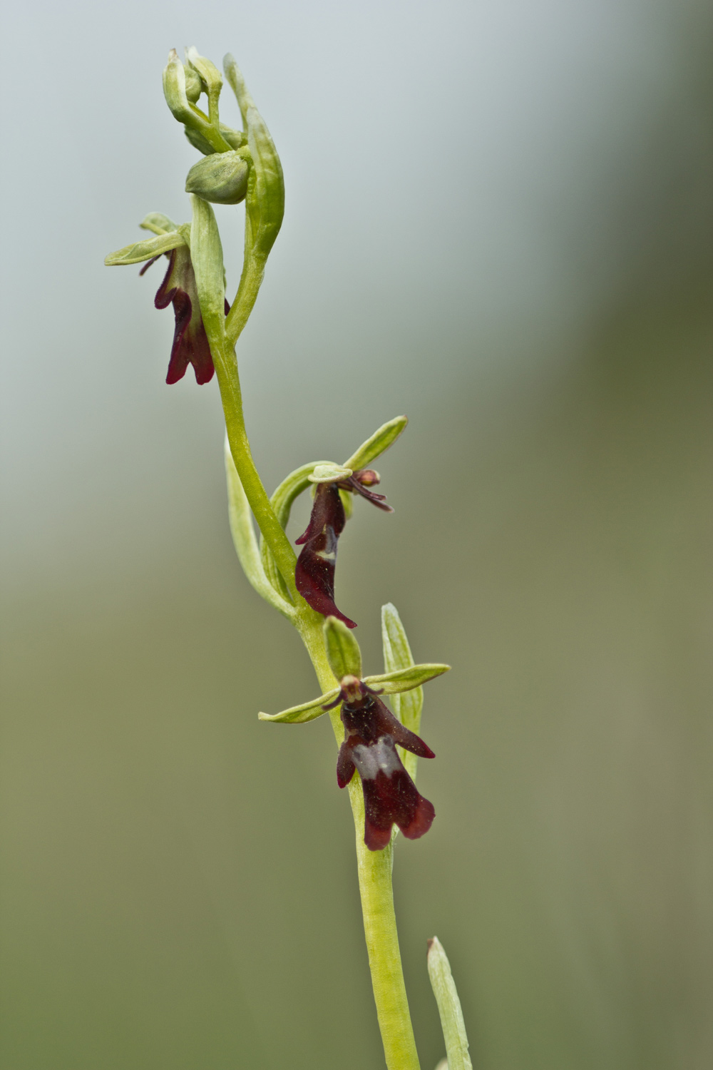 Ophrys insectifera